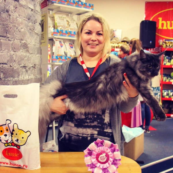 Maine Coon Suomessa osta kissanpenttu