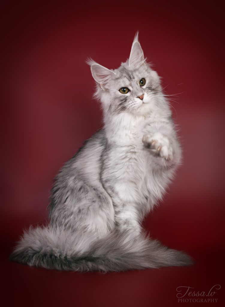 maine coon kissat