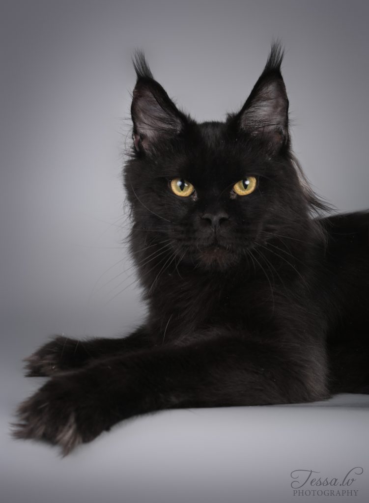 maine coon kissat
