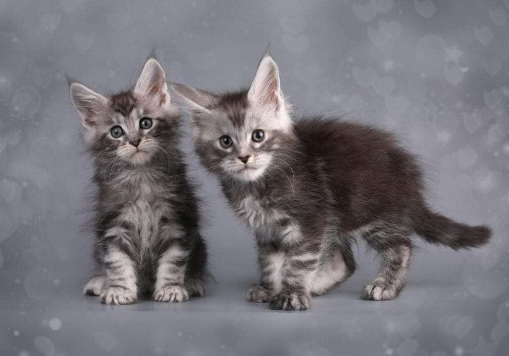 Maine Coon pentu hinta – Valeroy Gratz kissalassa