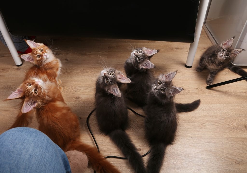 Maine Coon ruokinta - pentu ja aikuinen Valeroy Gratz