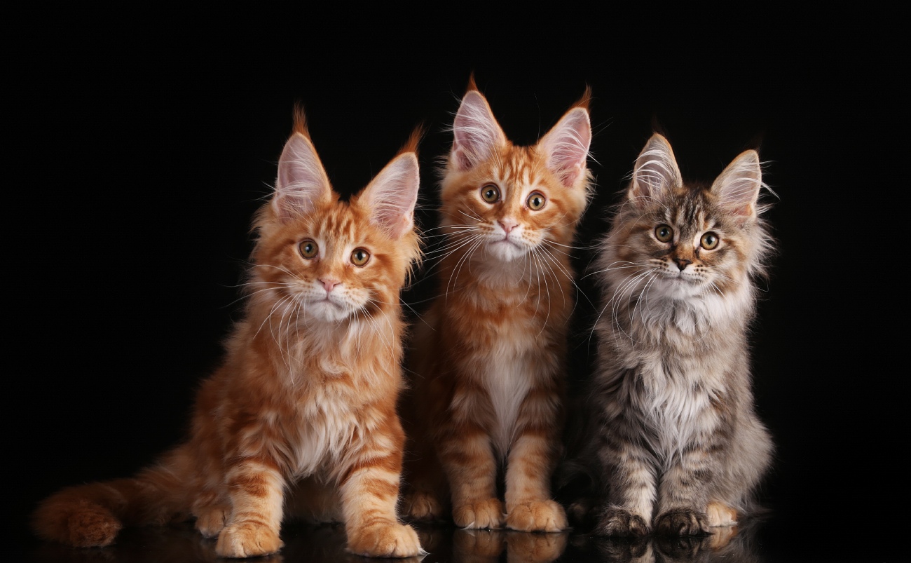 Maine Coon Suomessa osta kissanpenttu