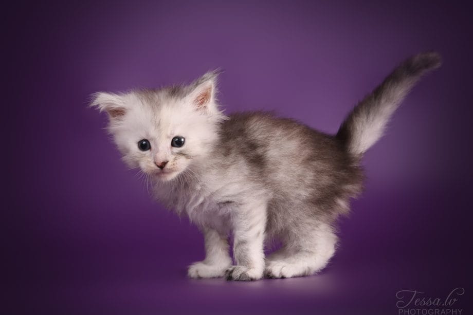 Maine Coon ruokinta - pentu ja aikuinen Valeroy Gratz