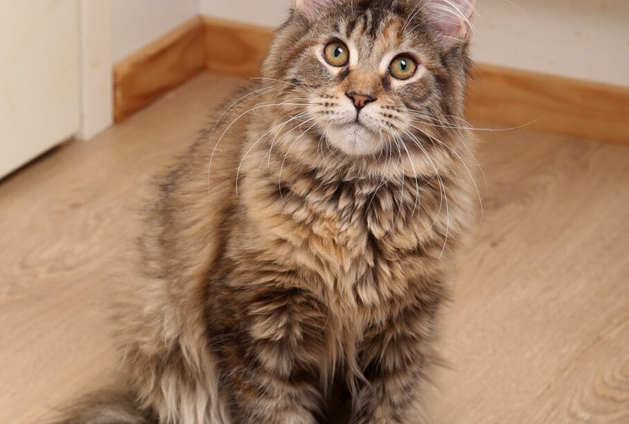 Maine Coon -kissa kotona lattialla - Valeroy Gratz -kissalan kasvatus ympäristössä