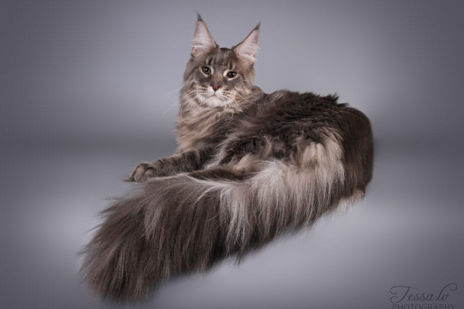 Maine Coon -rotu: iso täplikäs kissa tupsukorvilla ja pörröisellä hännällä