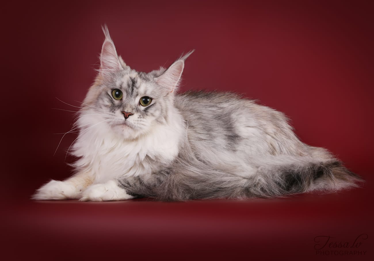 Aikuinen Maine Coon etsii uutta kotia — Valeroy Gratz