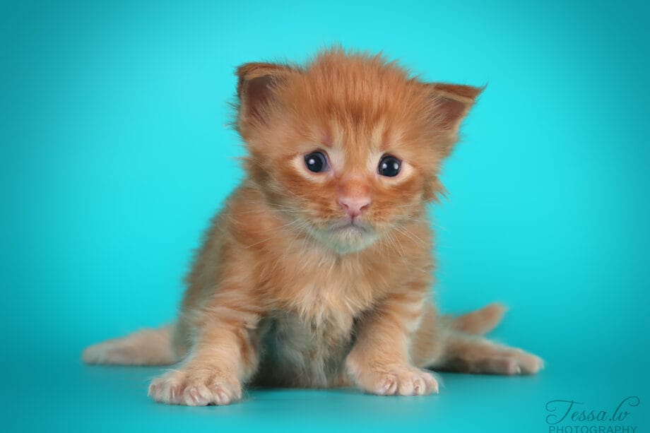 Maine Coon kissanpentuja varattavana