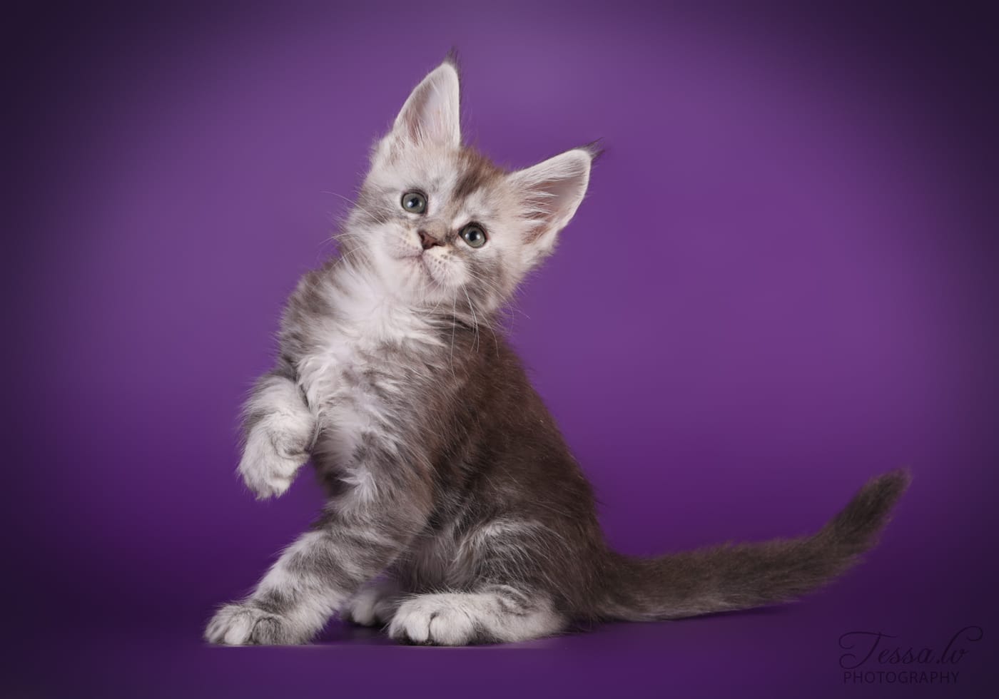 Maine Coon -pentu Valeroy Gratz -kissalasta — kaksi uutta pentuetta